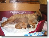 Shar-Pei