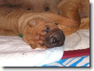 Shar-Pei