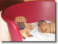 Shar-Pei