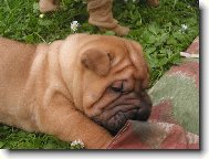 Shar-Pei