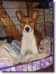 Basenji \\\\\\\\\\\\\\\\\\\\\(Dog standard\\\\\\\\\\\\\\\\\\\\\)