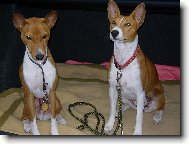 Basenji \\\\\\\\\\\\\\\\\\\\\(Dog standard\\\\\\\\\\\\\\\\\\\\\)