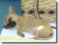 Chihuahua