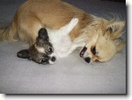 Chihuahua