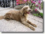 Weimaraner, Weimaraner Vorsterhund