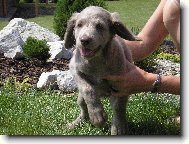 Weimaraner, Weimaraner Vorsterhund