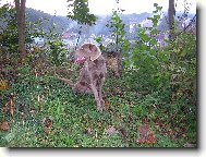 Weimaraner, Weimaraner Vorsterhund