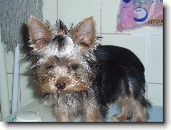 Jorkšírský terier, Yorkshire Terrier,