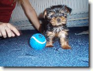 Jorkšírský terier, Yorkshire Terrier,