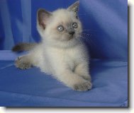 British shorthairs cat