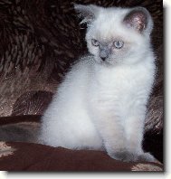 British shorthairs cat