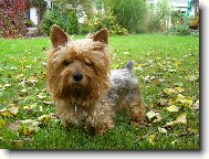 Jorkšírský terier, Yorkshire Terrier,