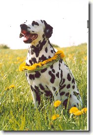 Dalmatian \\\\\(Dog standard\\\\\)