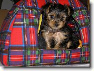 Jorkšírský terier, Yorkshire Terrier,
