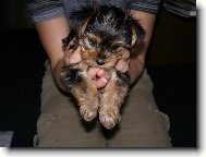 Jorkšírský terier, Yorkshire Terrier,