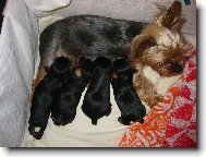 Jorkšírský terier, Yorkshire Terrier,