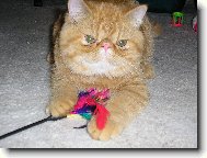 Exotic Shorthair \(Cat\)