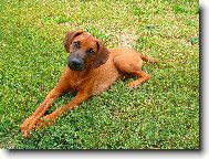 Rhodesian Ridgeback