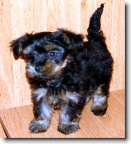 Jorkšírský terier, Yorkshire Terrier,