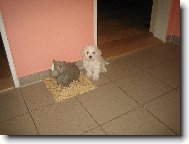 Bichon á poil frisé, Bichon Frise