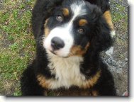 Berner Sennenhund