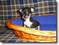 Chihuahua