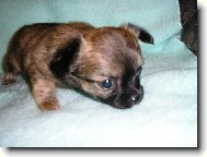 Chihuahua