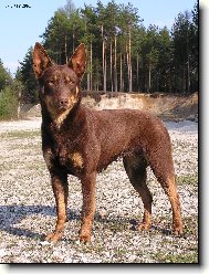 Australsk kelpie