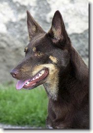 Australian Kelpie