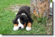Berner Sennenhund