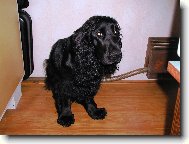 English Cocker Spaniel