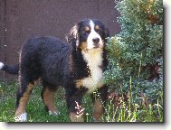 Berner Sennenhund
