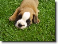 Deutscher Boxer