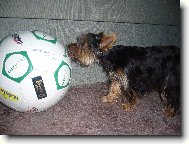 Jorkšírský terier, Yorkshire Terrier,
