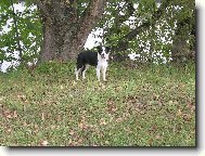 Border Collie