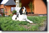 Schweizer Laufhund - Chien Courant Suisse, Swiss Hound