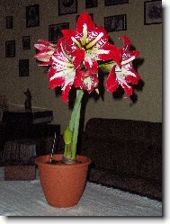 Hippeastrum