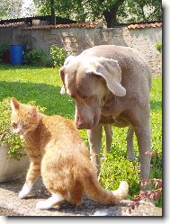 Weimaraner, Weimaraner Vorsterhund