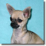 Chihuahua