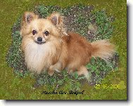 Chihuahua
