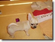 Chihuahua