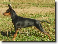 Zwergpinscher