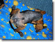 Zwergpinscher