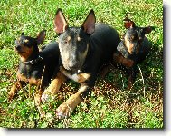 Zwergpinscher
