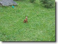 PRAGUE RATTER