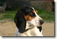 Schweizer Laufhund - Chien Courant Suisse, Swiss Hound