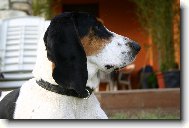 Schweizer Laufhund - Chien Courant Suisse, Swiss Hound