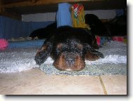 Scotch Setter, Gordon Setter