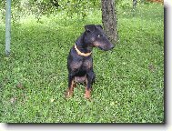 Deutscher Jagdterrier