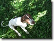 English Pointer